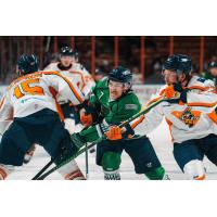 Florida Everblades' Logan Lambdin battles Greenville Swamp Rabbits' Miles Gendron and Max Coyle