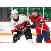 Belleville Senators' Xavier Bourgault and Springfield Thunderbirds' Scott Harrington in action